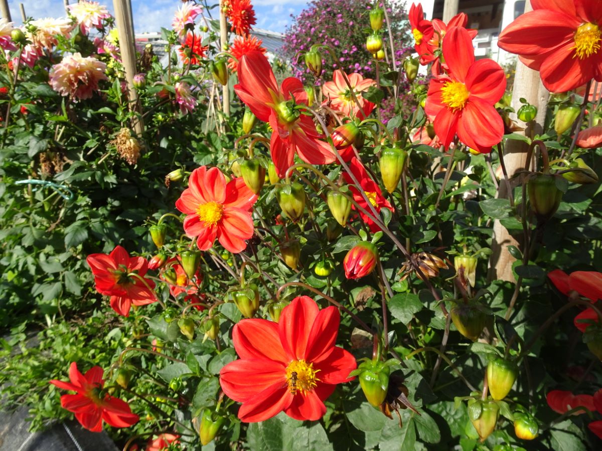 Mignon rossa di Seuzach