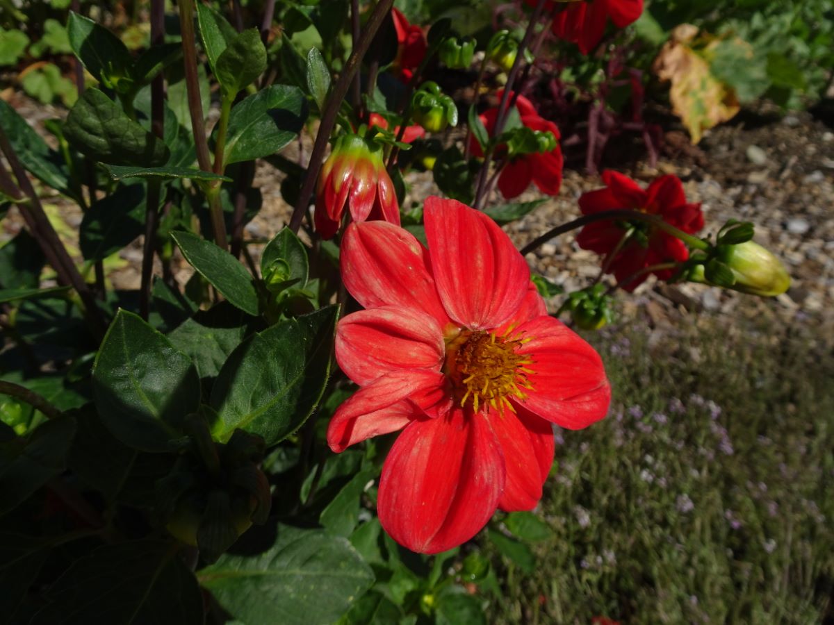 Mignon rossa di Seuzach