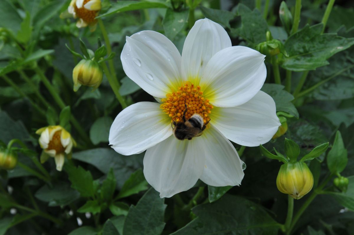 Weisse Mignon aus Zürich