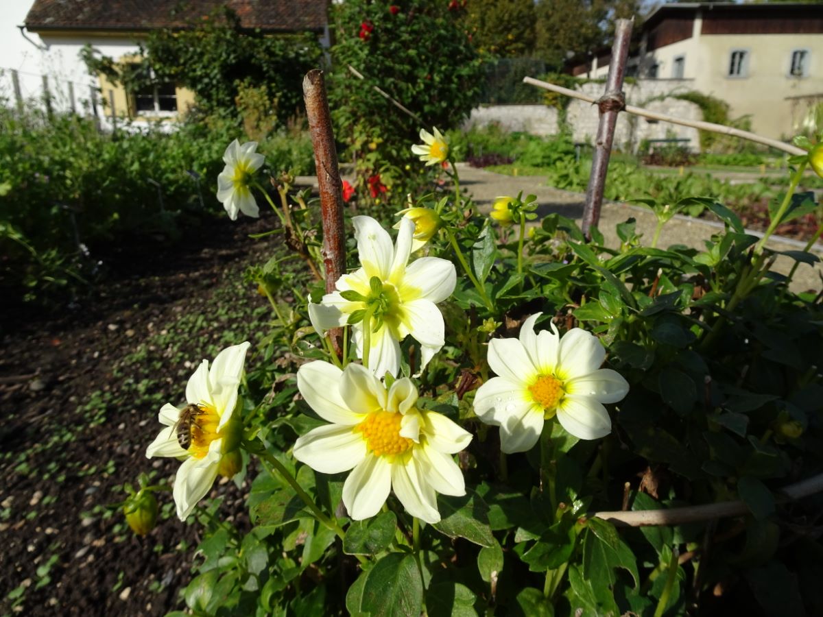 Weisse Mignon aus Zürich