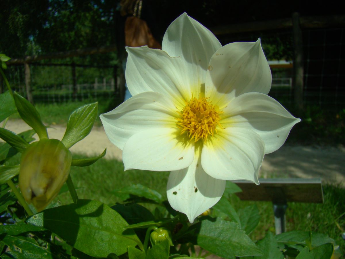 Weisse Mignon aus Zürich