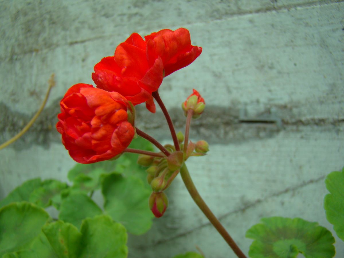 Andenken an Herzog Wilhelm