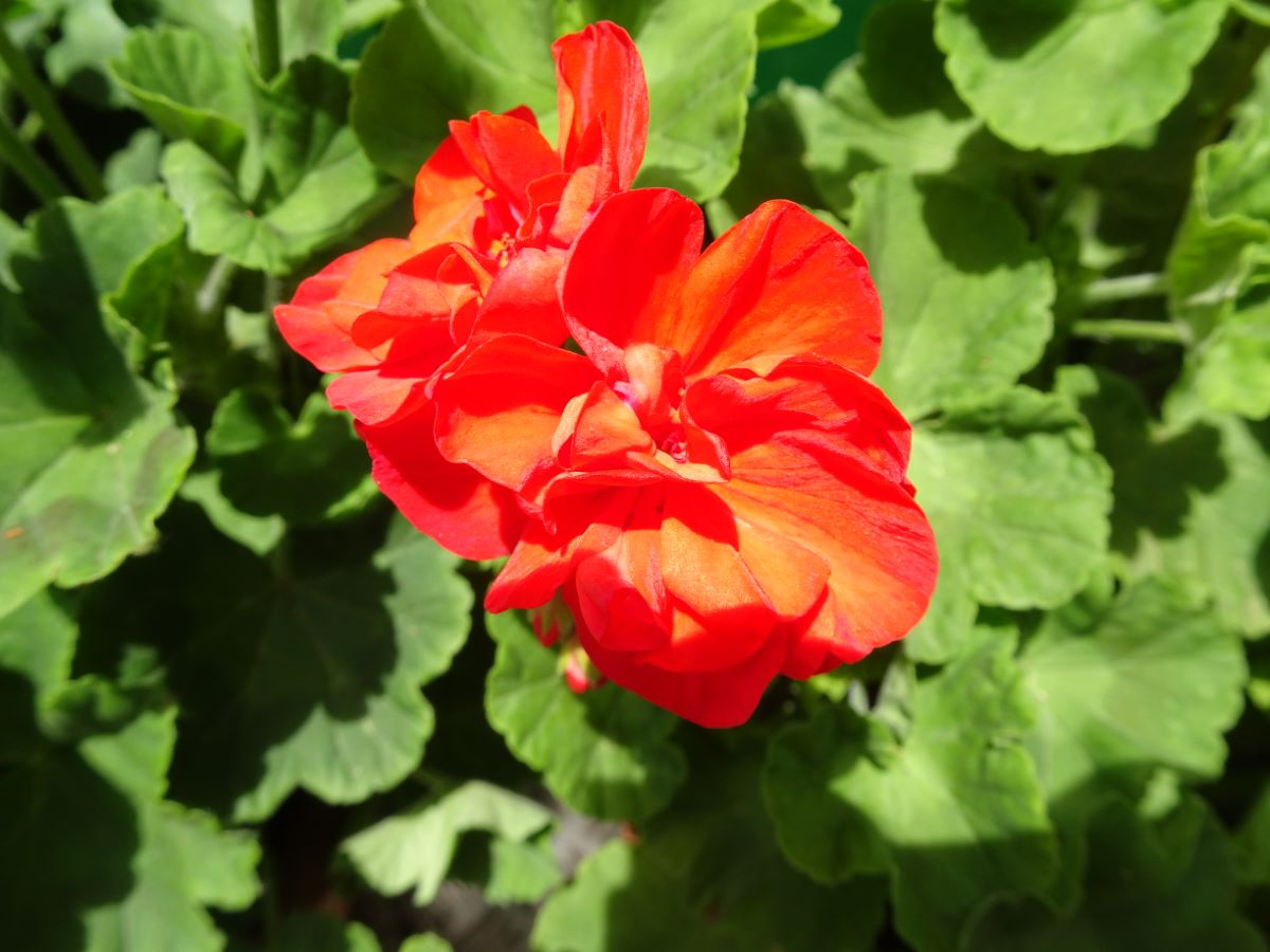 Andenken an Herzog Wilhelm