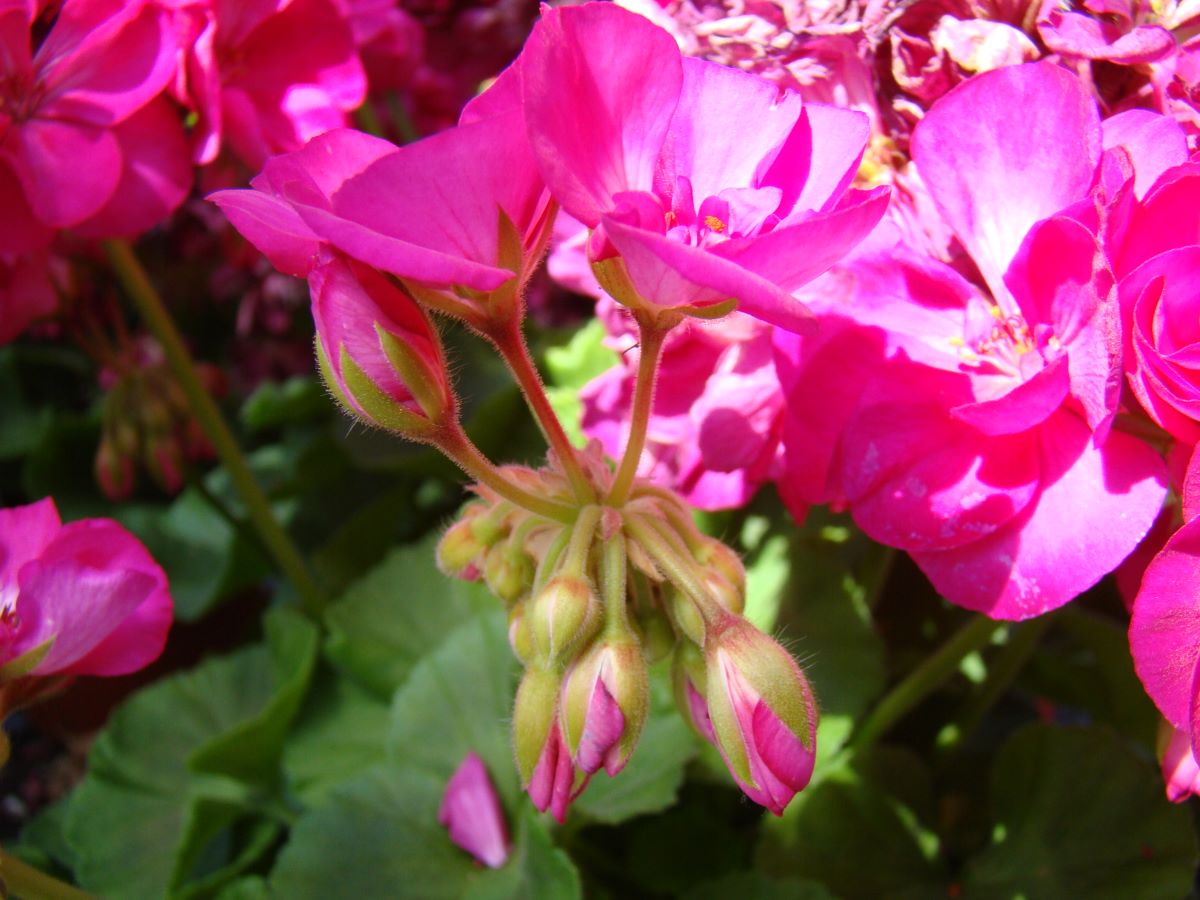 Müller's Violett Hoch Neu