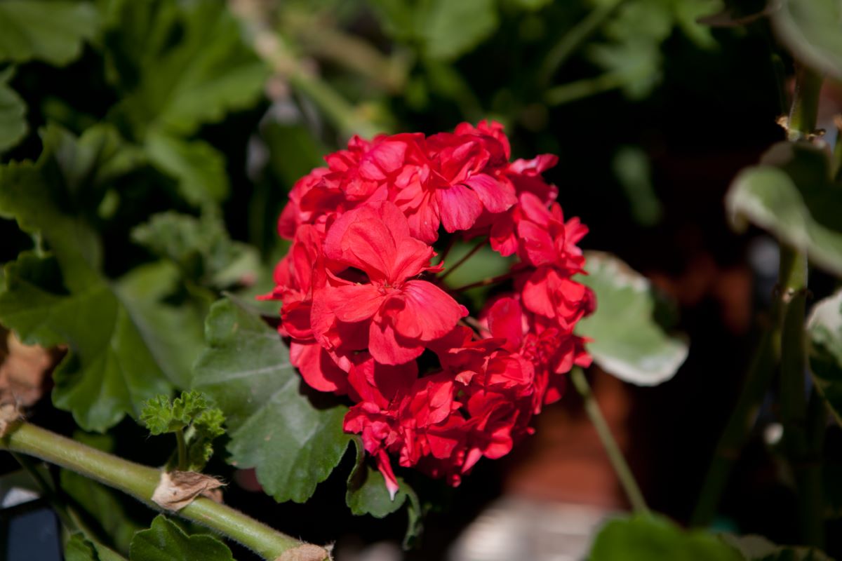 Schöne Schwarzwälderin