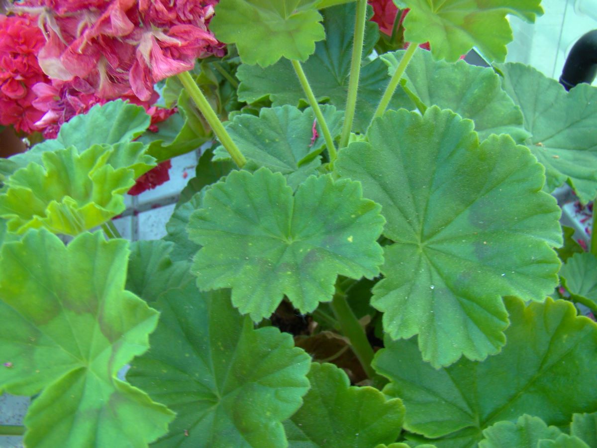 Schöne Schwarzwälderin