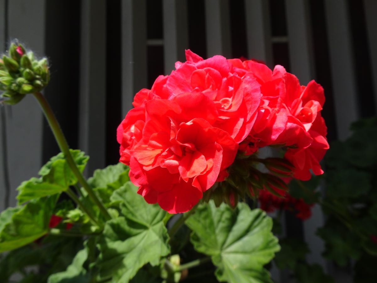 Schöne Schwarzwälderin