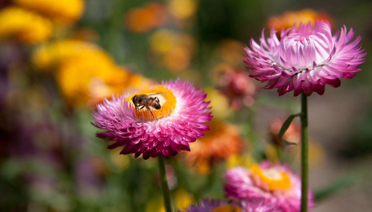 Roggli Gigante Miscela