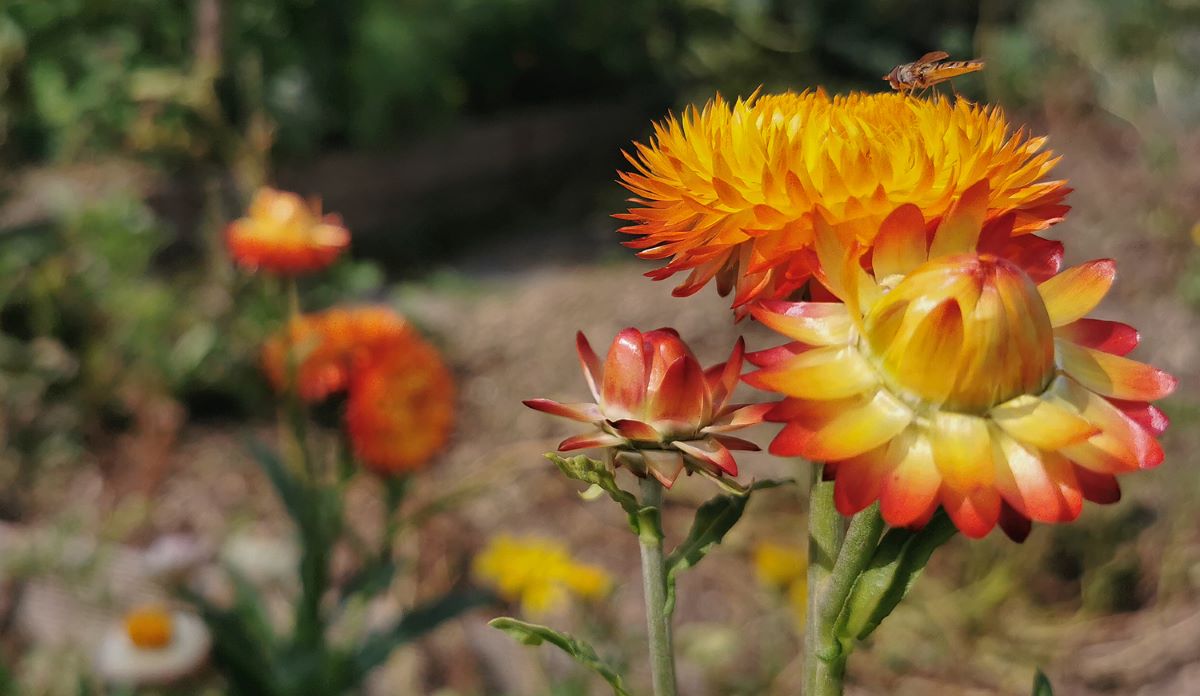 Roggli Gigante Miscela