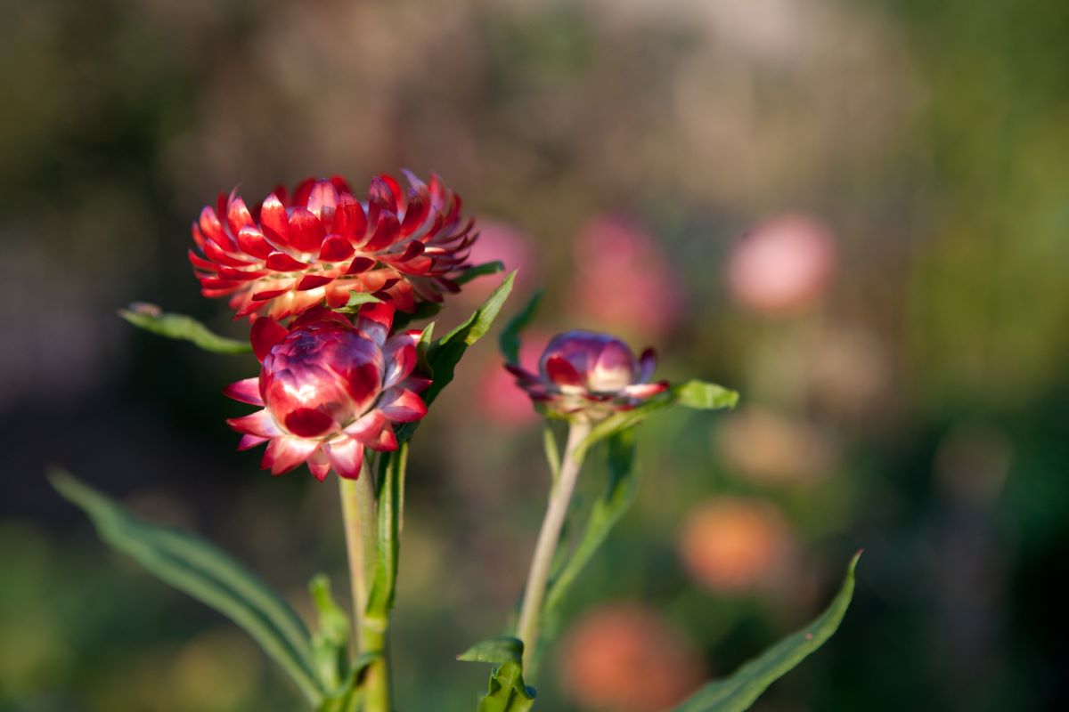 Roggli Gigante Miscela