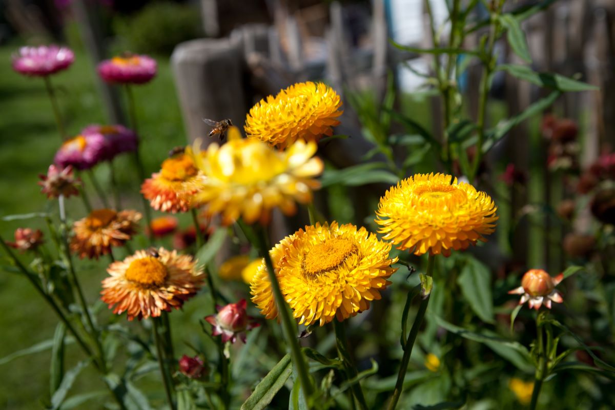 Roggli Gigante Miscela