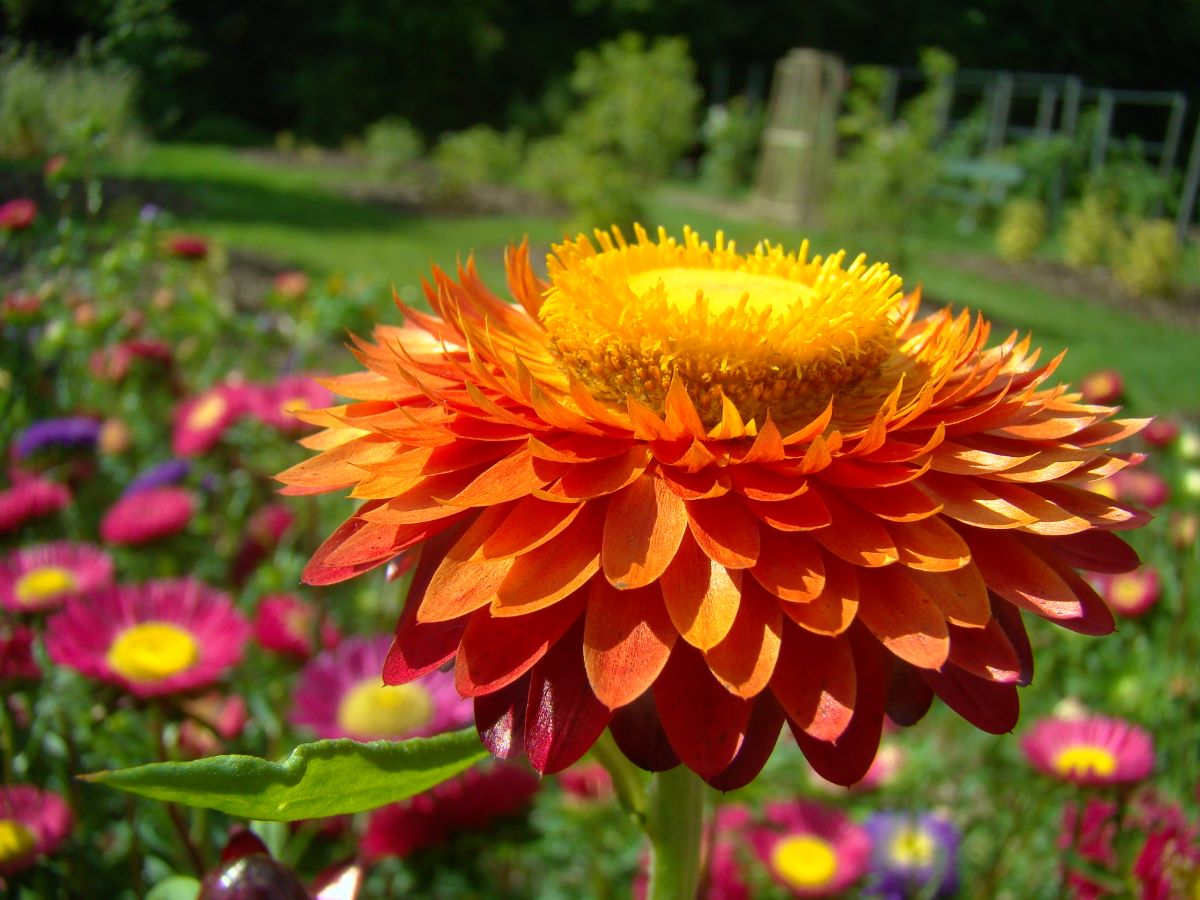 Roggli Gigante Miscela