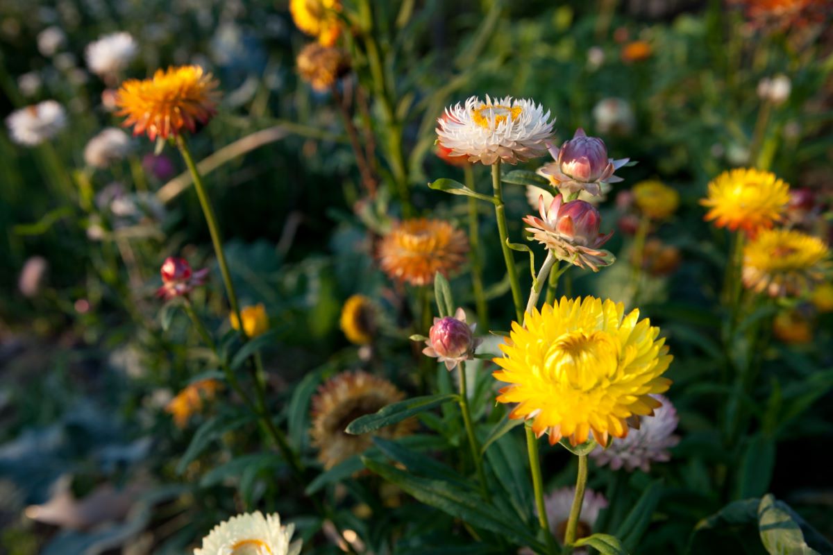 Roggli Gigante Miscela