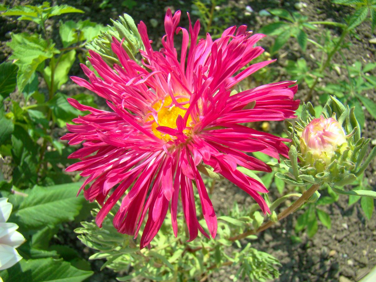 Chrysanthemenblütige Rot
