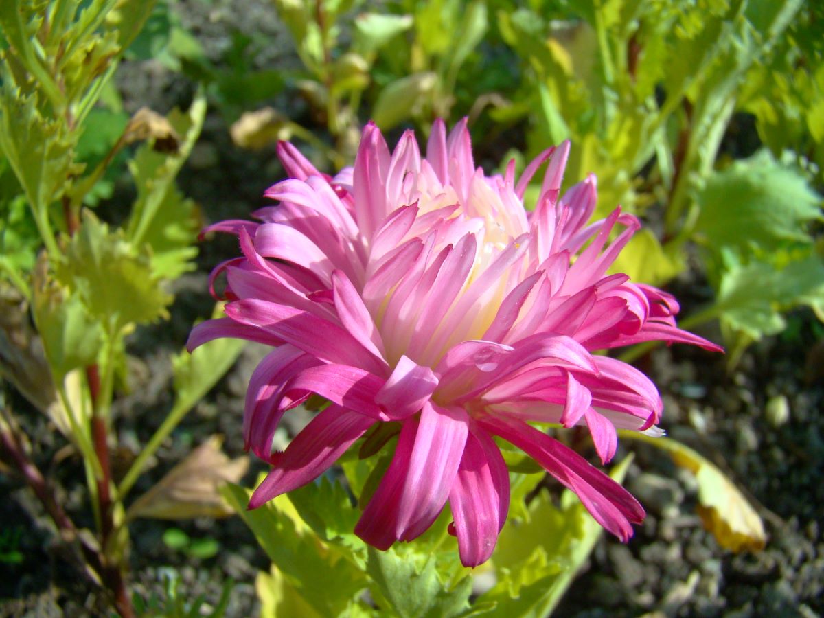 Chrysanthemenblütige Rot