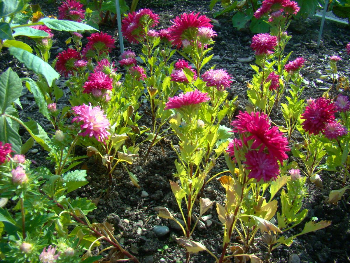 Chrysanthemenblütige Rot