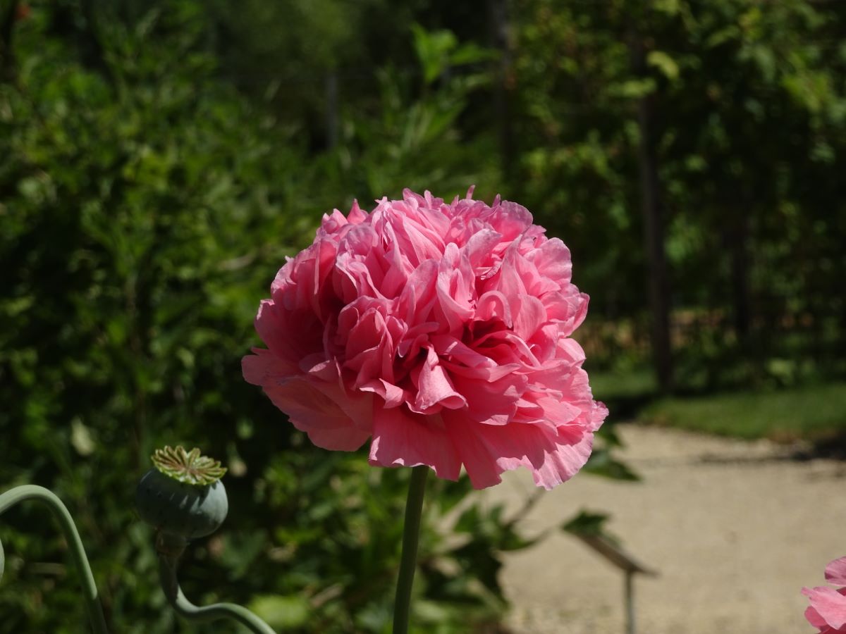 Rosa gefüllter von Flamatt | ProSpecieRara