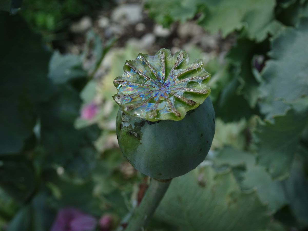 Rosa gefüllter von Flamatt