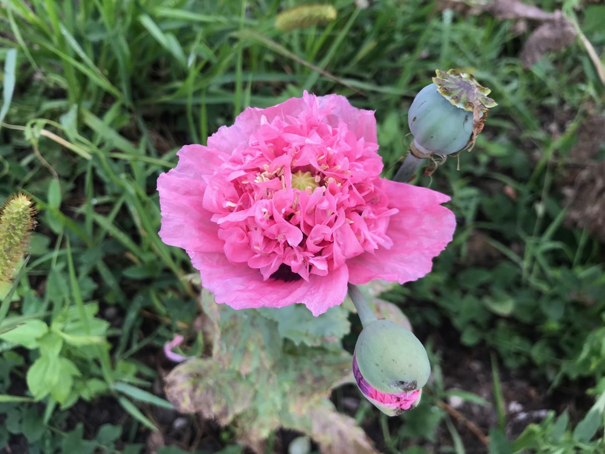 Rosa gefüllter von Flamatt