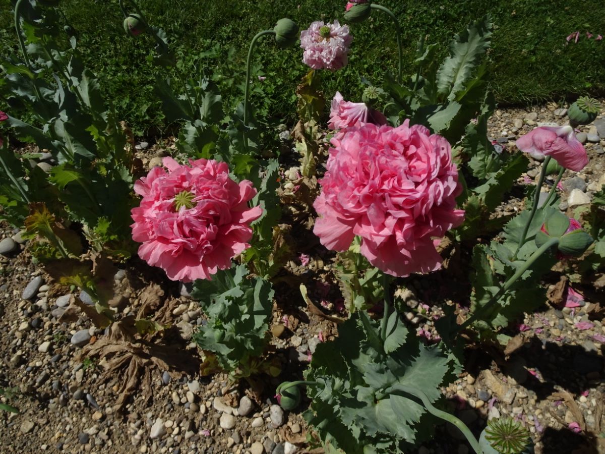 Rosa gefüllter von Flamatt