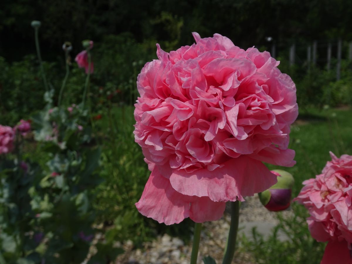 Rosa gefüllter von Flamatt