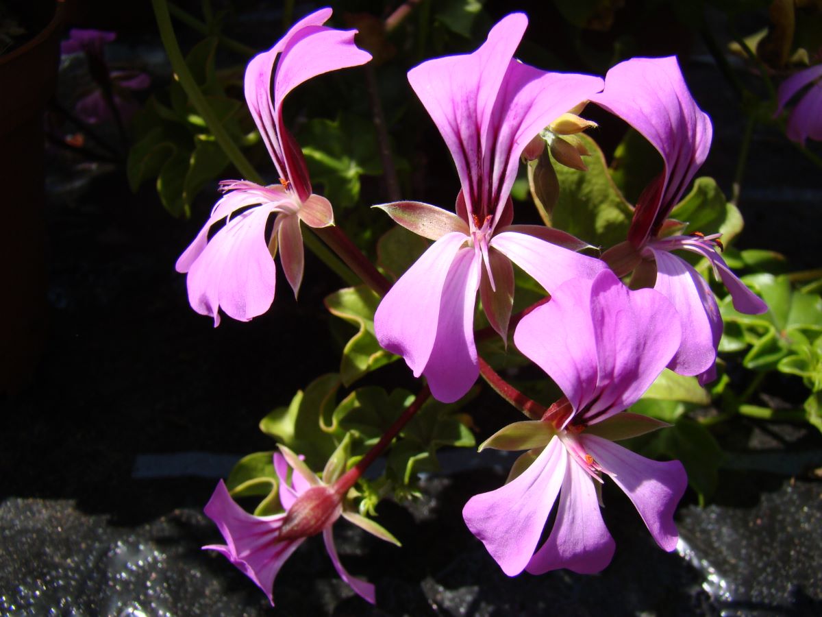 Pelargonium peltatum