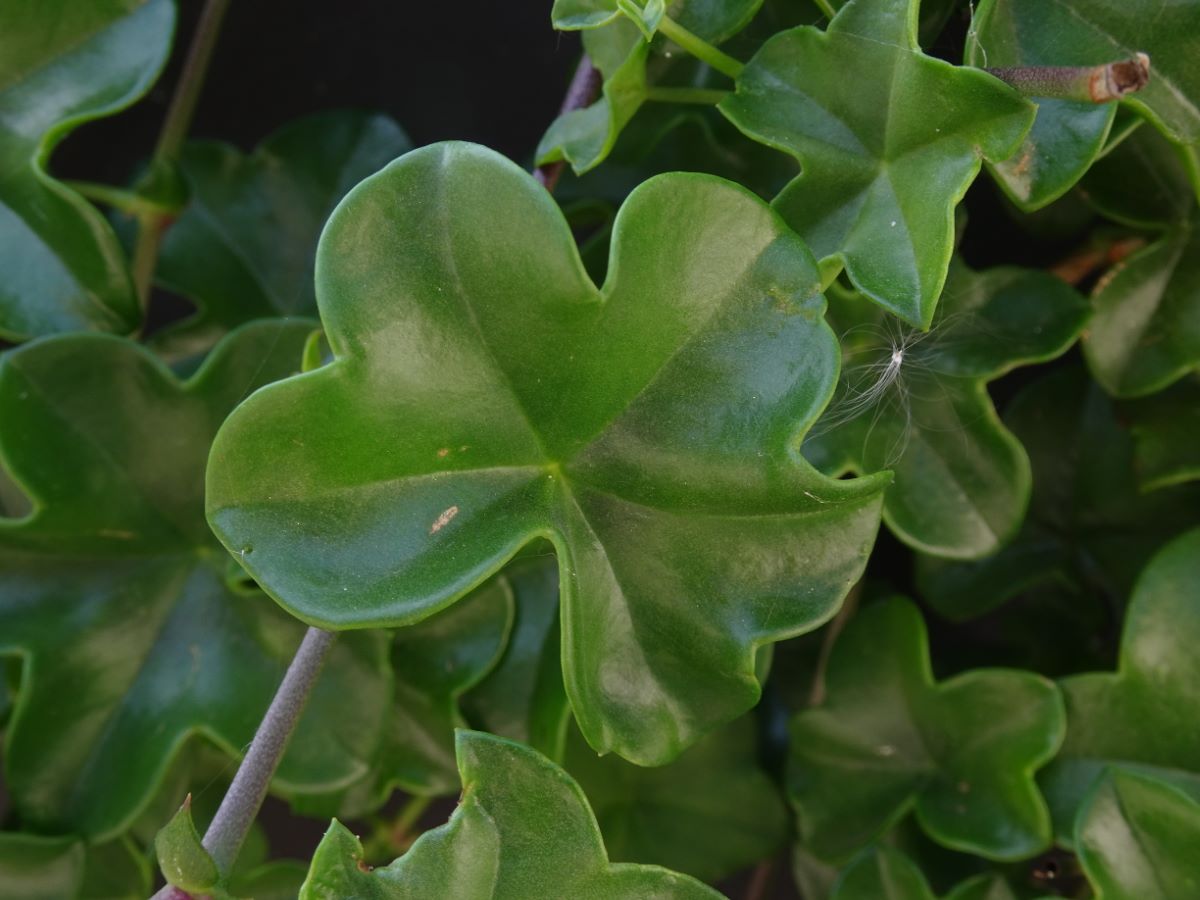 Pelargonium peltatum