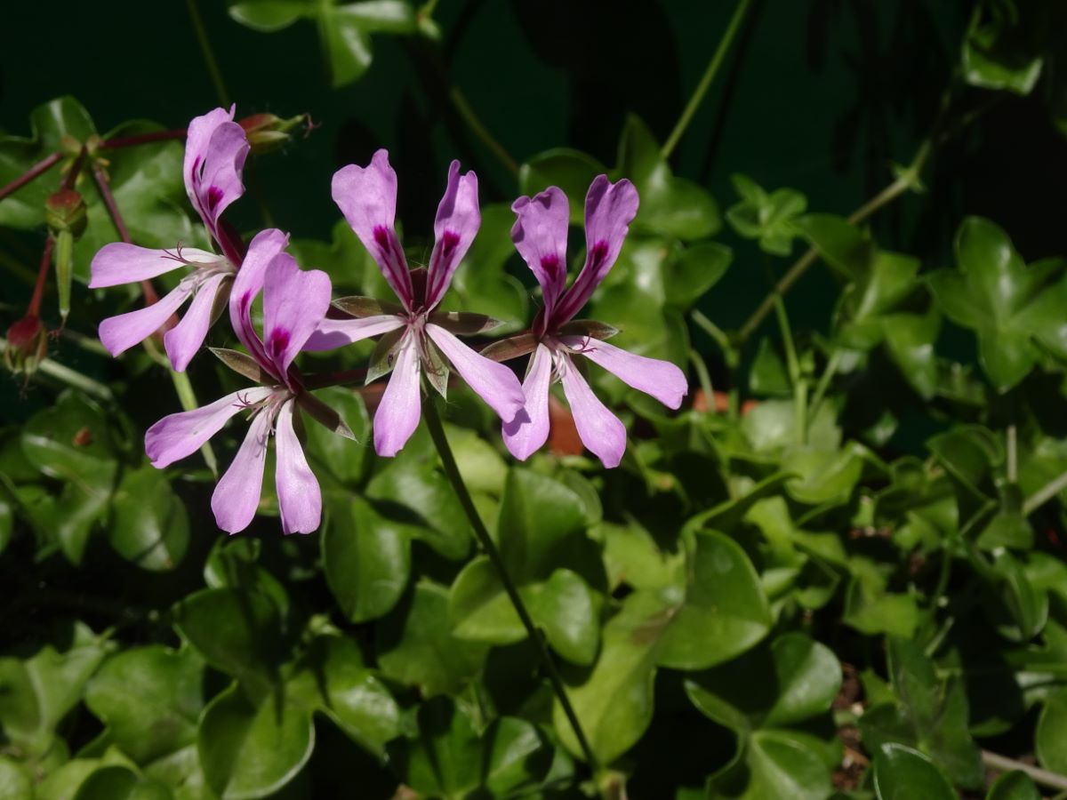 Pelargonium peltatum
