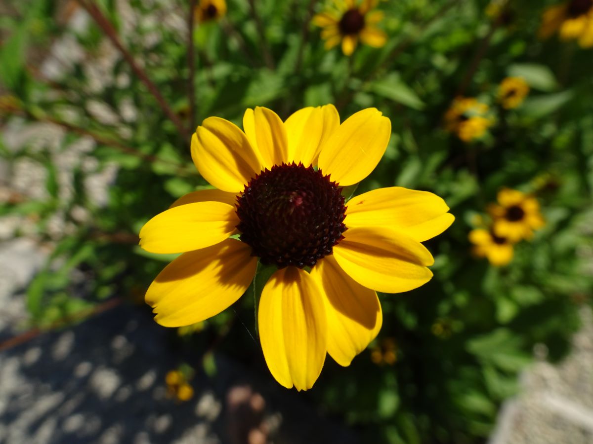 Rudbeckia triloba