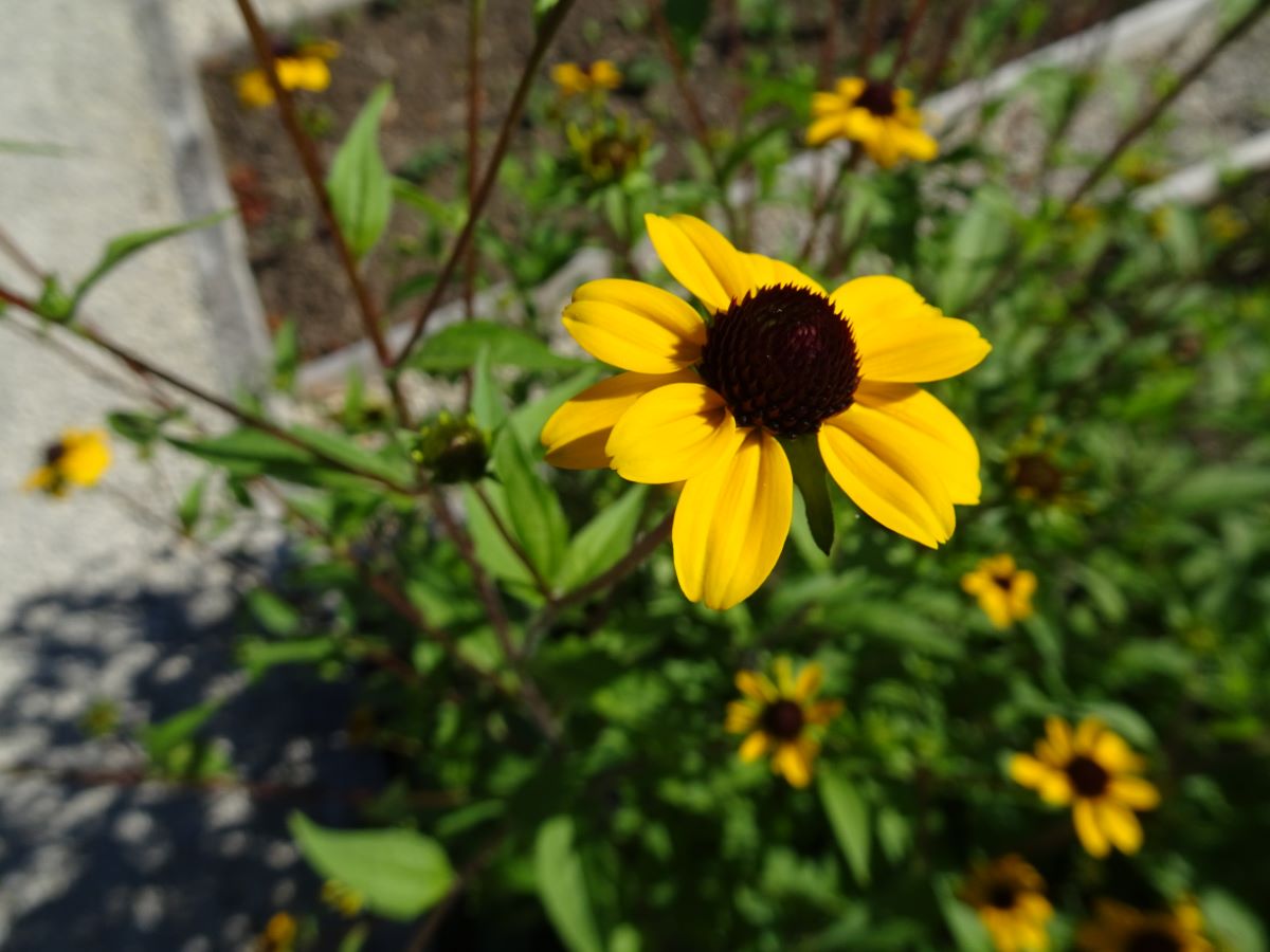Rudbeckia triloba