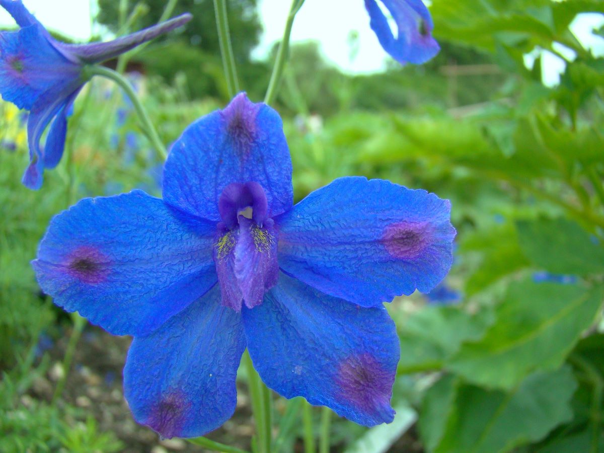 Delphinium tatsienense