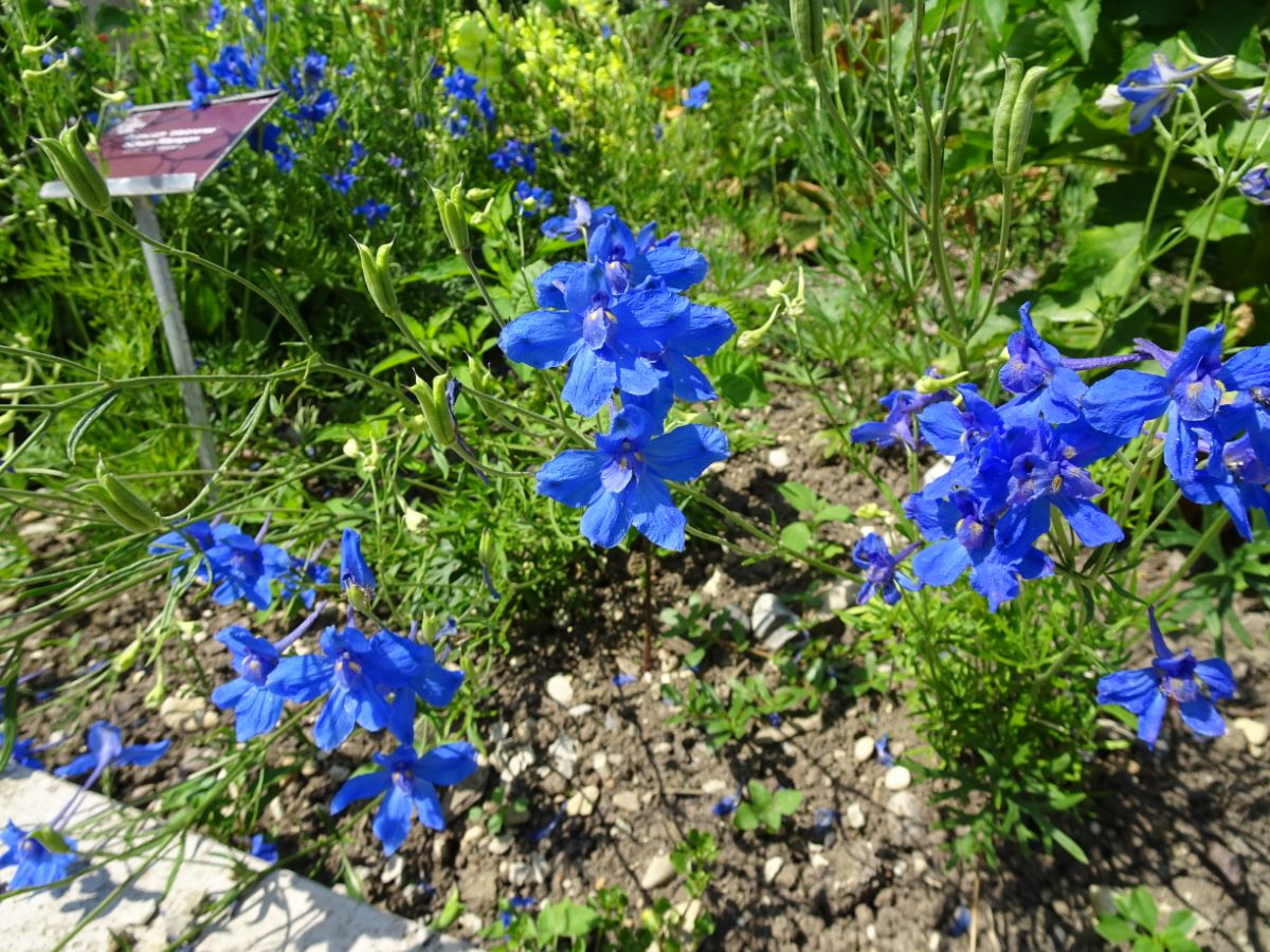 Delphinium tatsienense