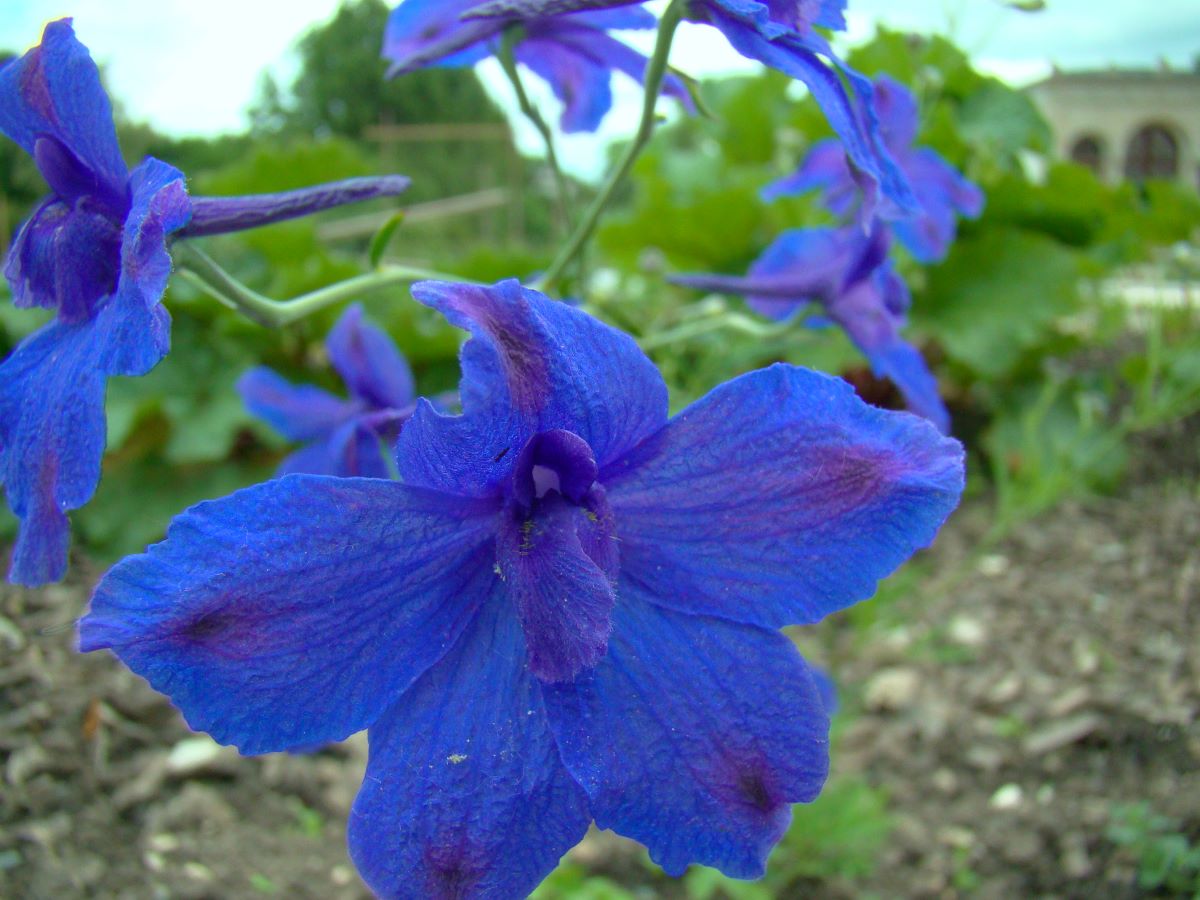 Delphinium tatsienense