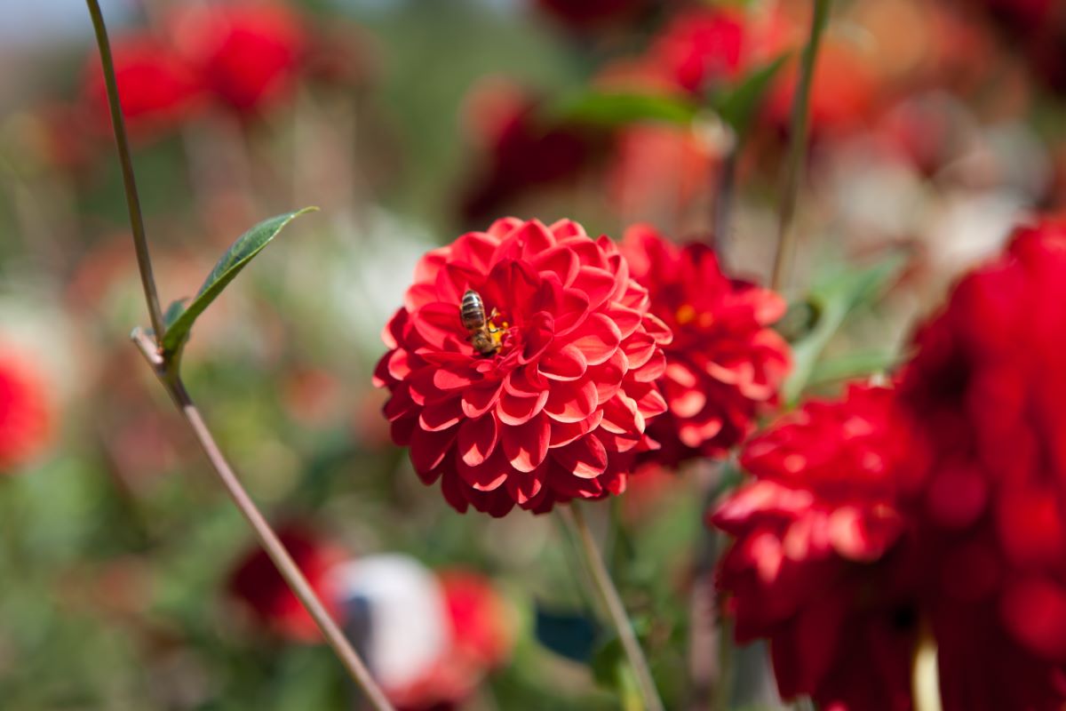 Rote Pompon von Menziken