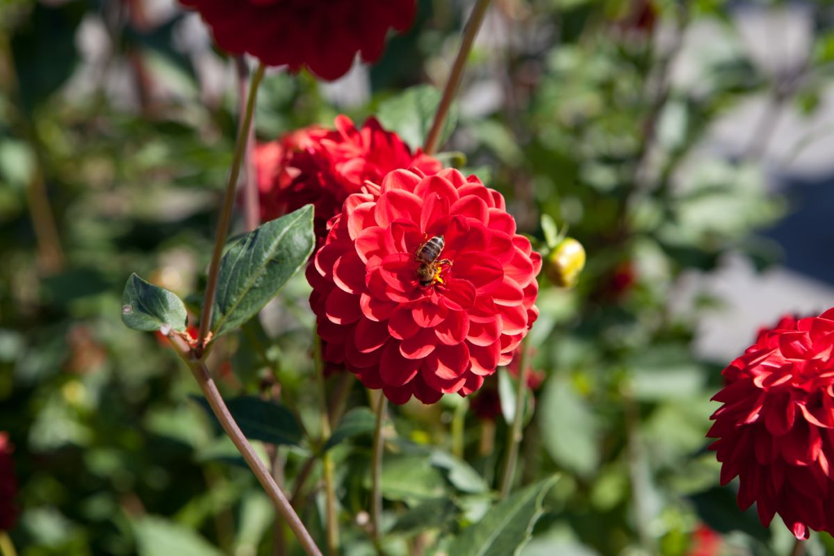 Rote Pompon von Menziken
