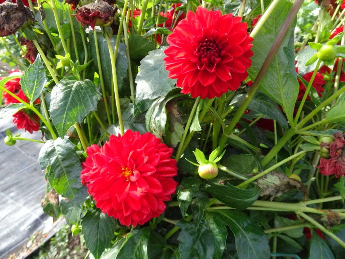 Rote Pompon von Menziken