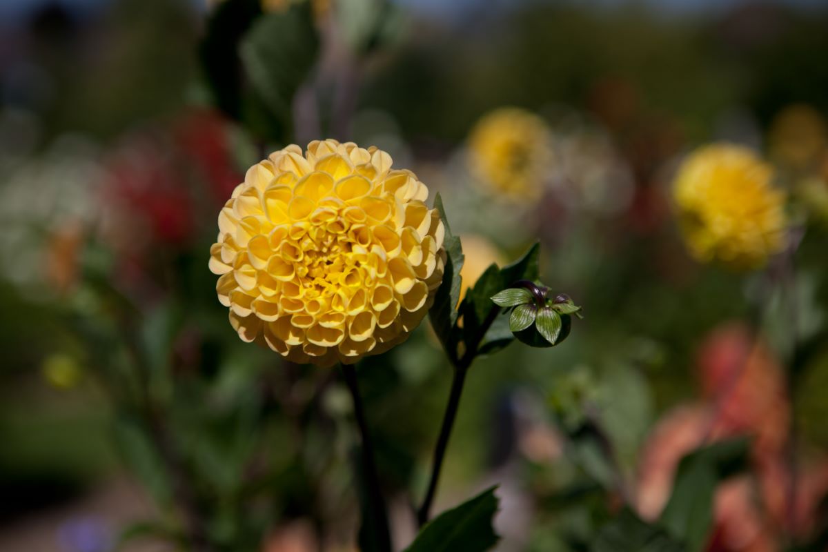 pompon jaune de Menziken