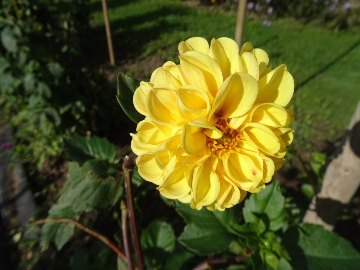 pompon jaune de Menziken