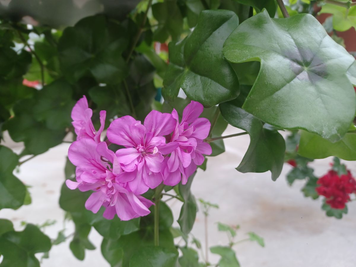 Lila von Saint-Blaise