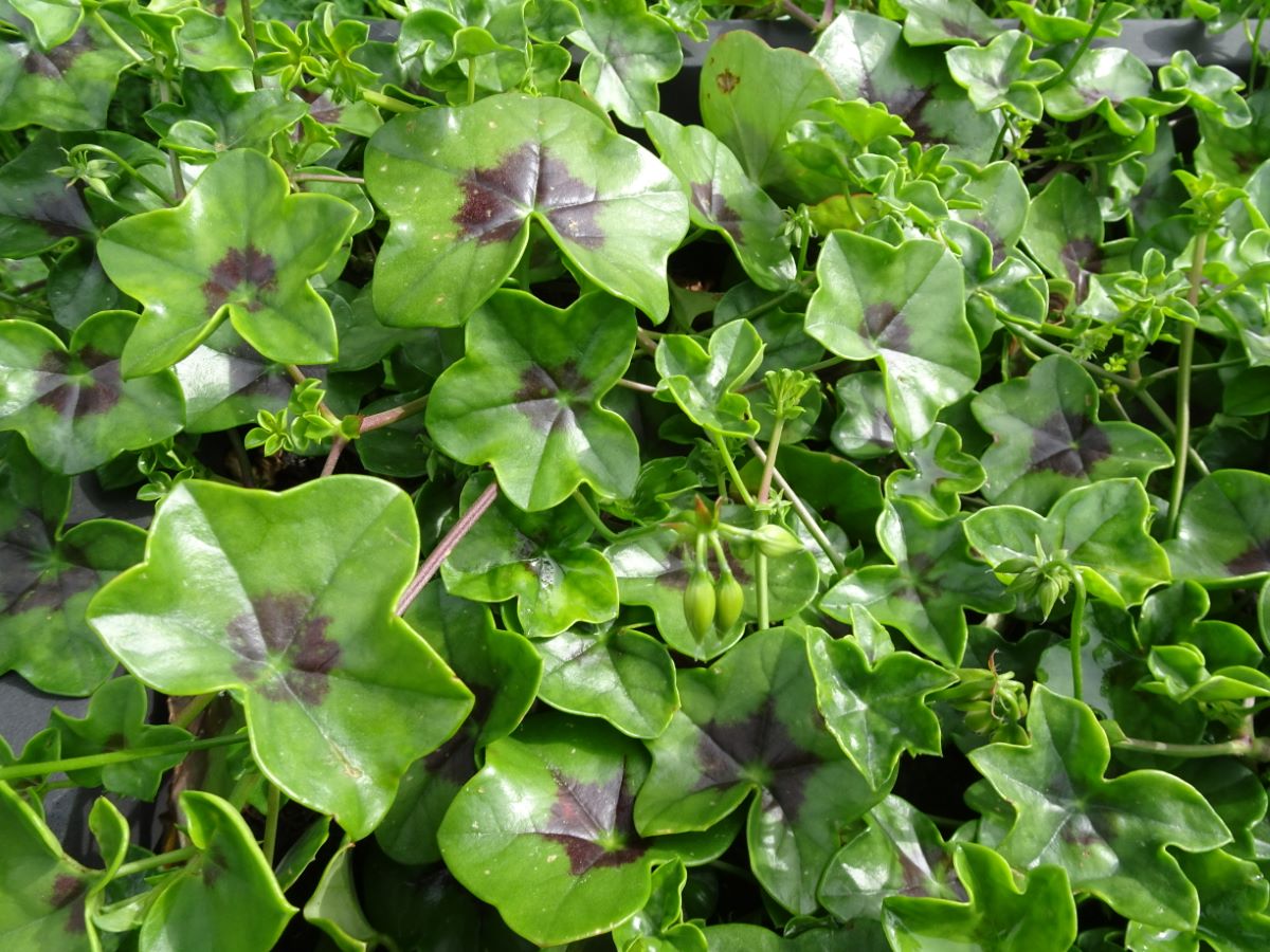 Lila von Saint-Blaise