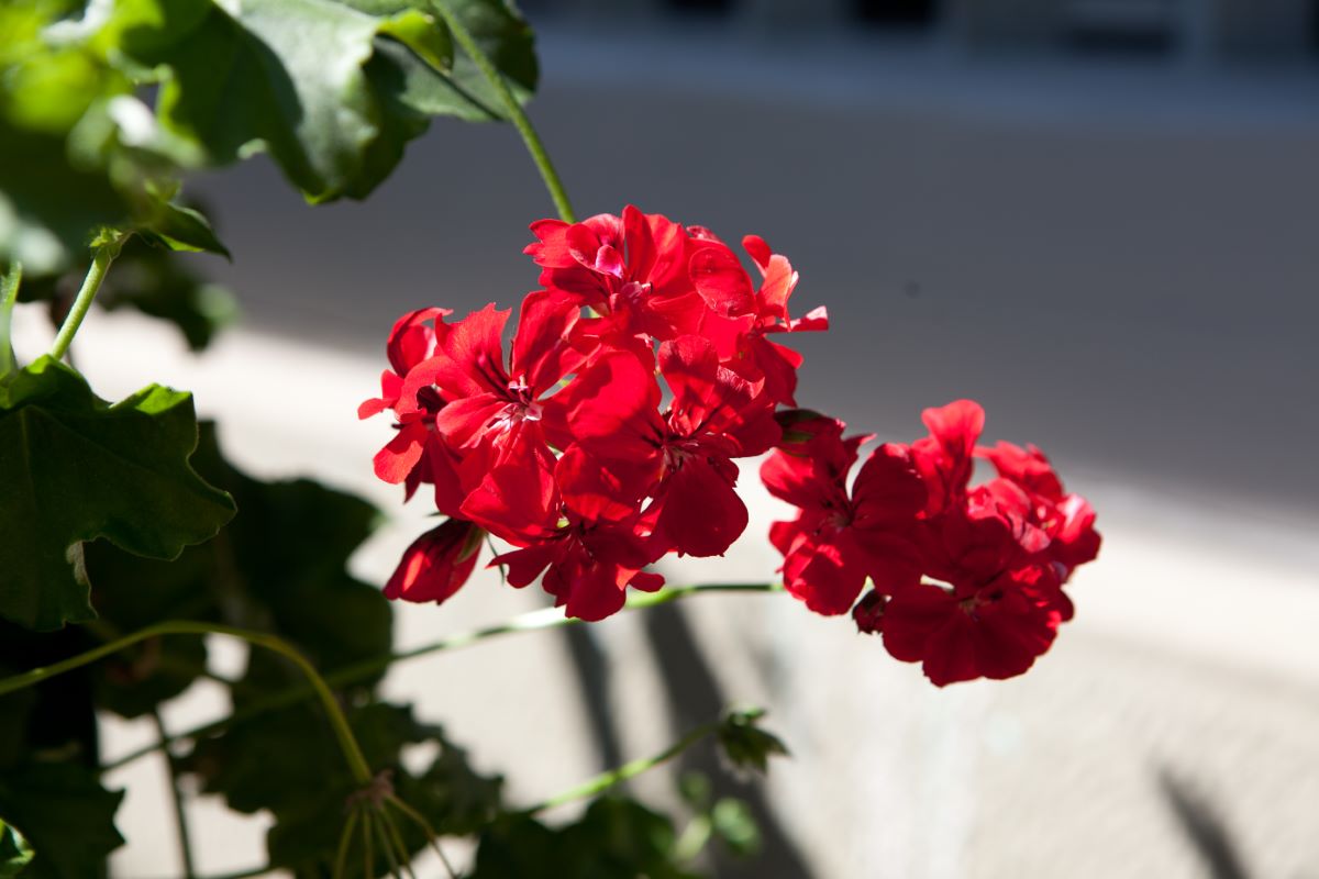 Dunkelrote von Ringoldswil