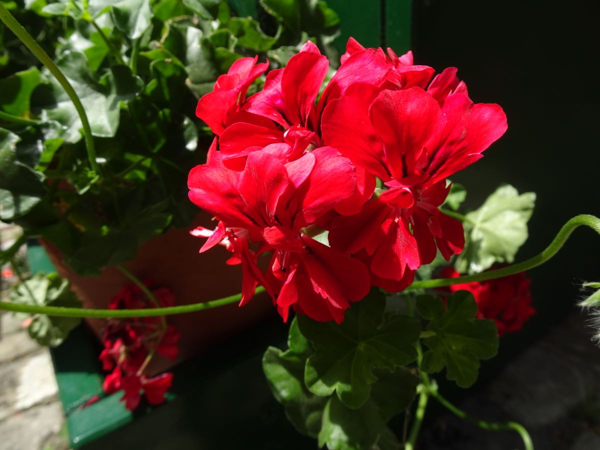 Dunkelrote von Ringoldswil