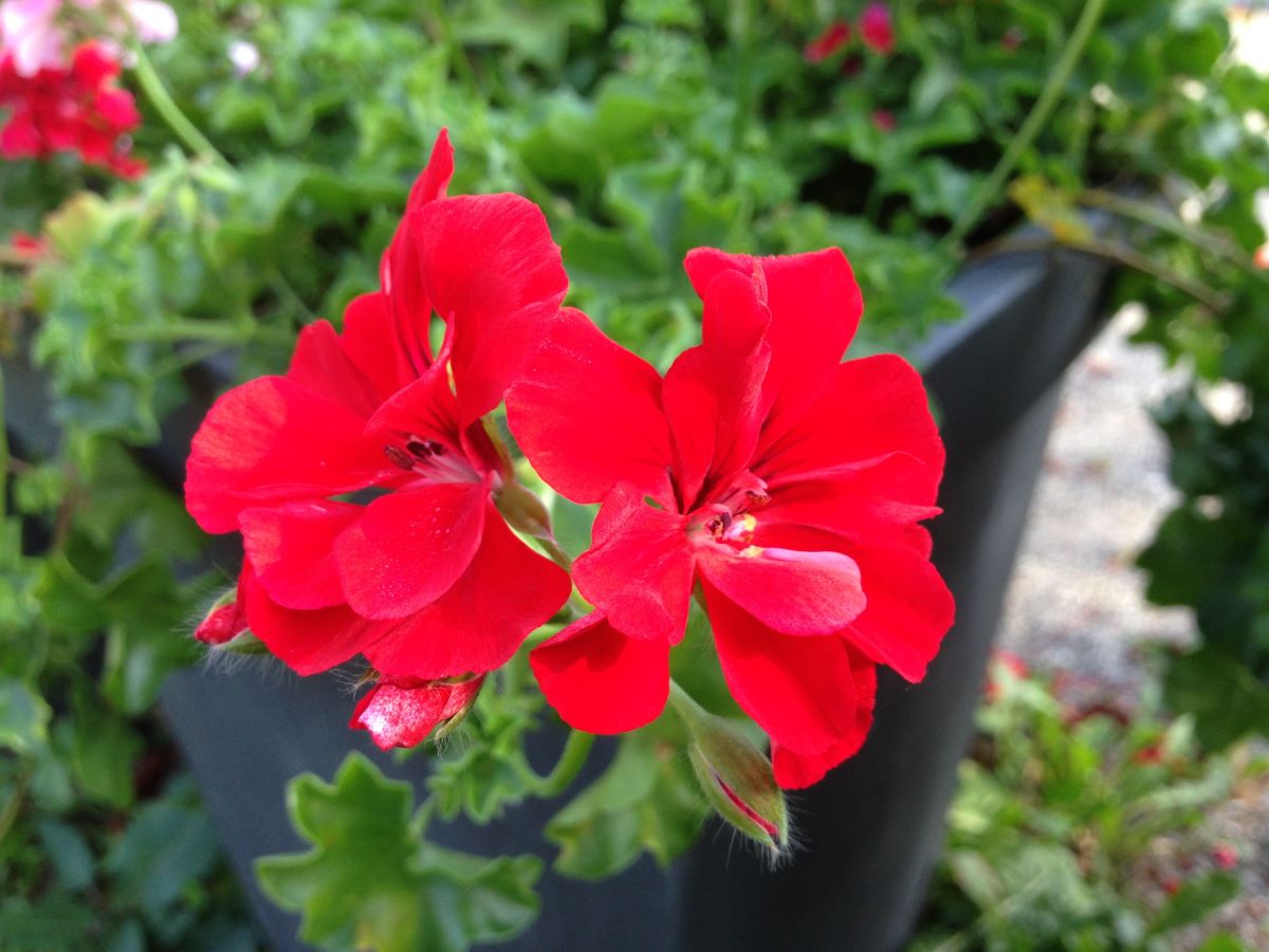 Dunkelrote von Ringoldswil