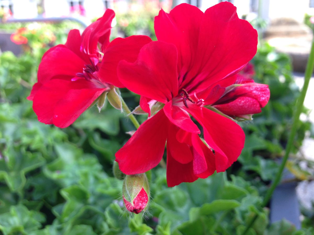 Dunkelrote von Ringoldswil