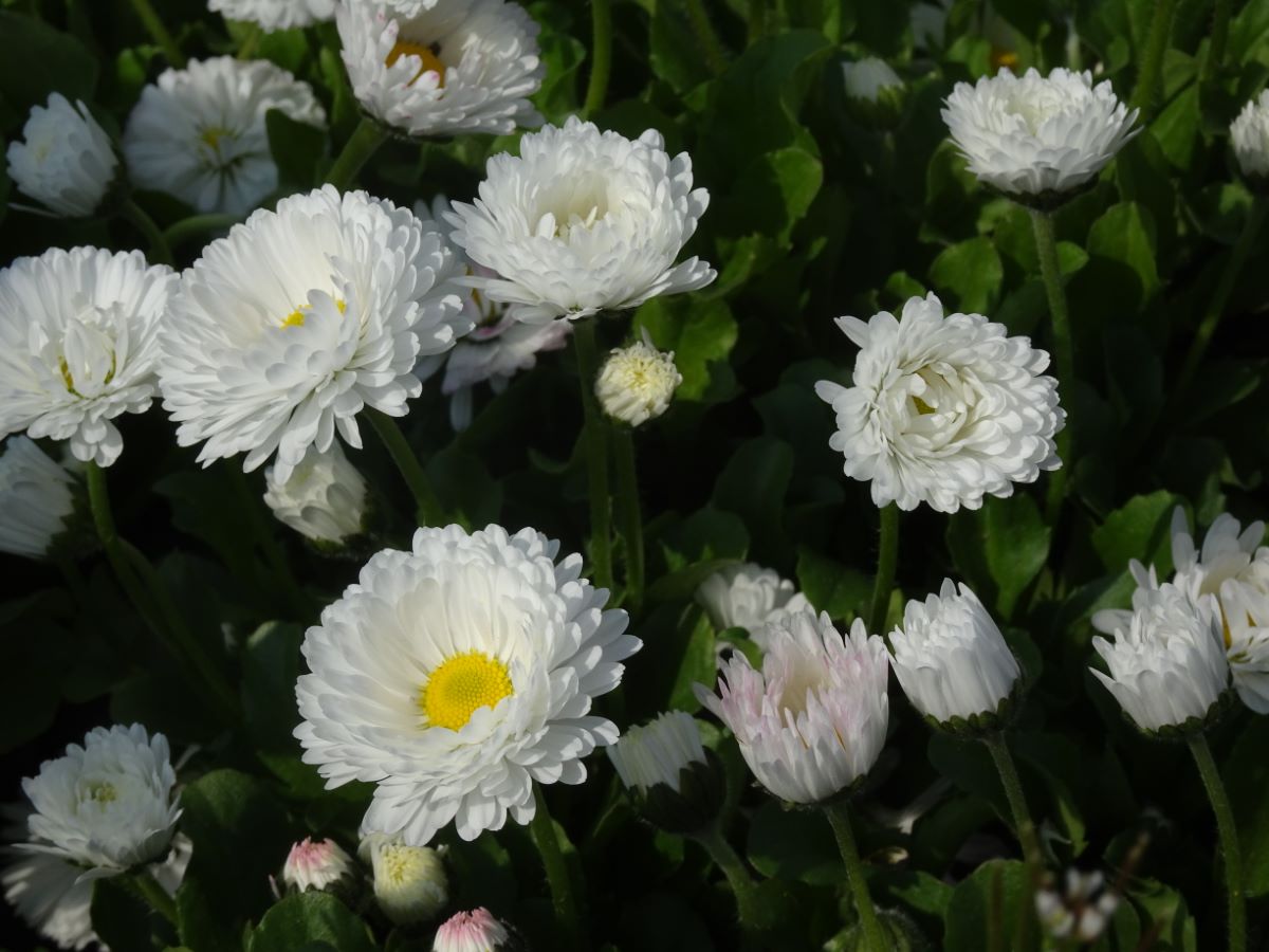 Monstrosa Double White