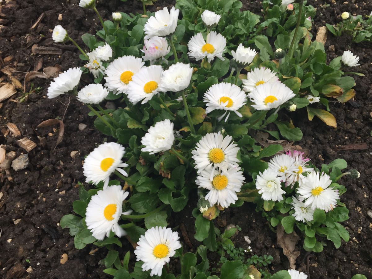 Monstrosa Double White