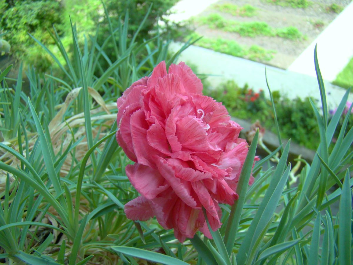 Engadiner Hängenelke