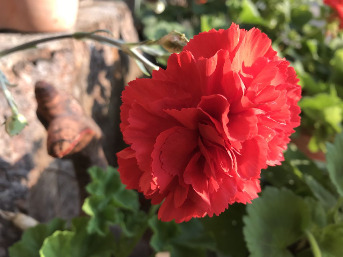 Bündner Hängenelke