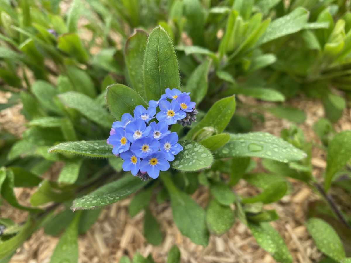 Blaue Grasmücke