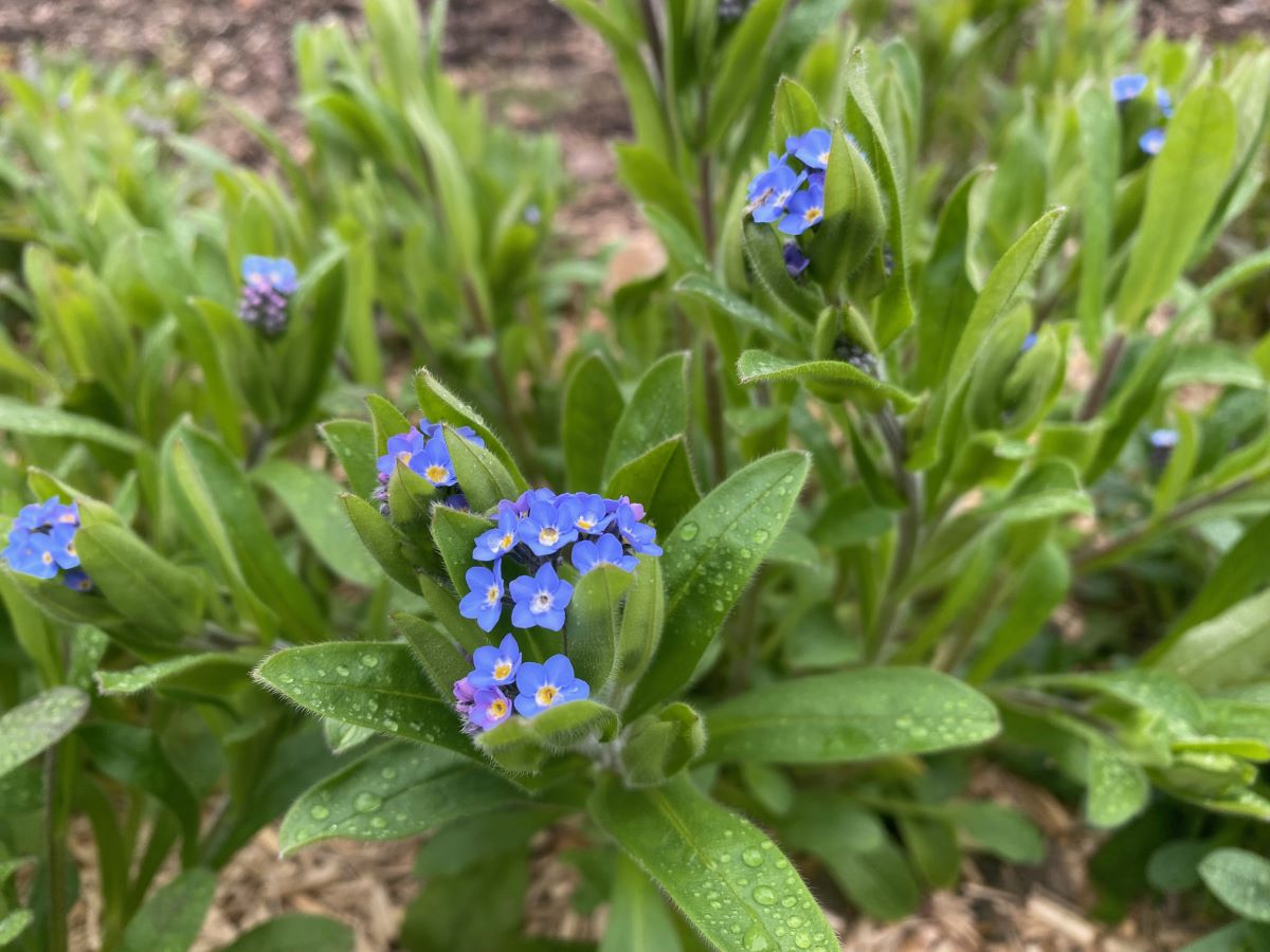 Blaue Grasmücke
